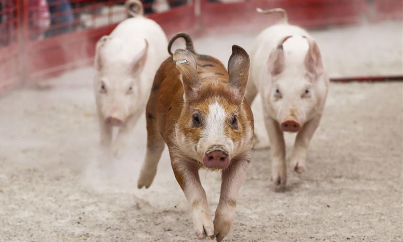 Trends: Pig-view rooms make headlines