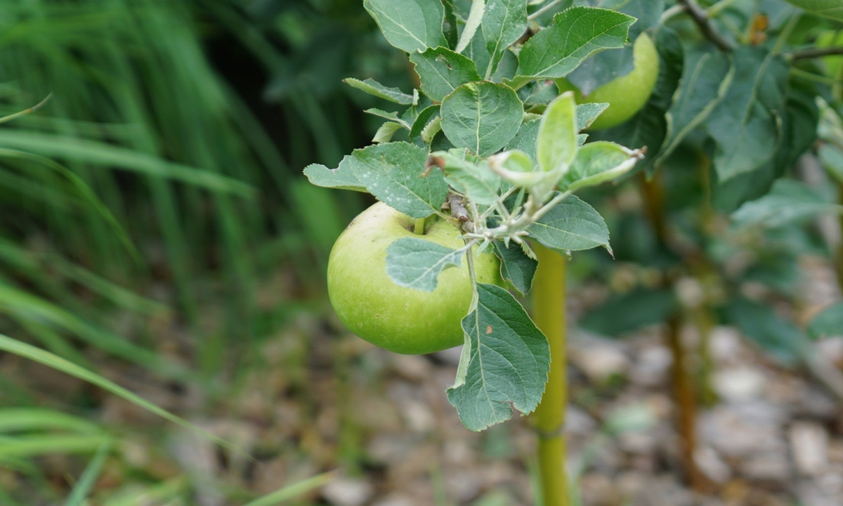 Newton’s apple tree bears fruit outdoors for 1st time in Shanghai, ‘could yield 30 to 50 apples’