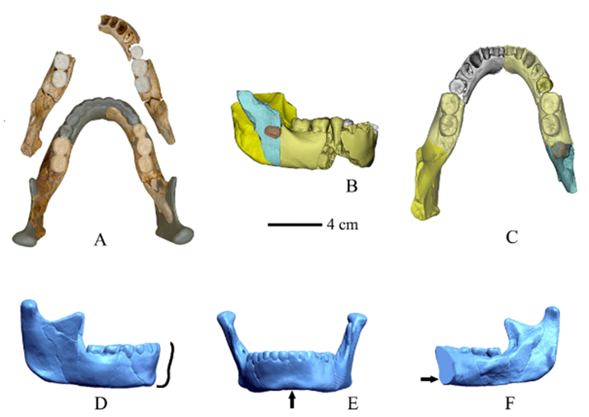 300,000-year-old jawbone discovered in eastern China sheds light on human evolution