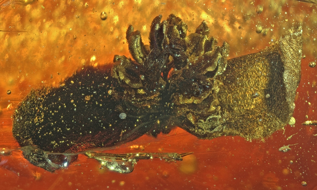 15 million-year-old fossilized Parrotia flower discovered for the first time in East China