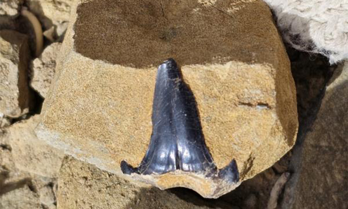 220-million-year-old shark tooth fossil unearthed in the Himalayas, offering glimpse into prehistoric marine ecosystem