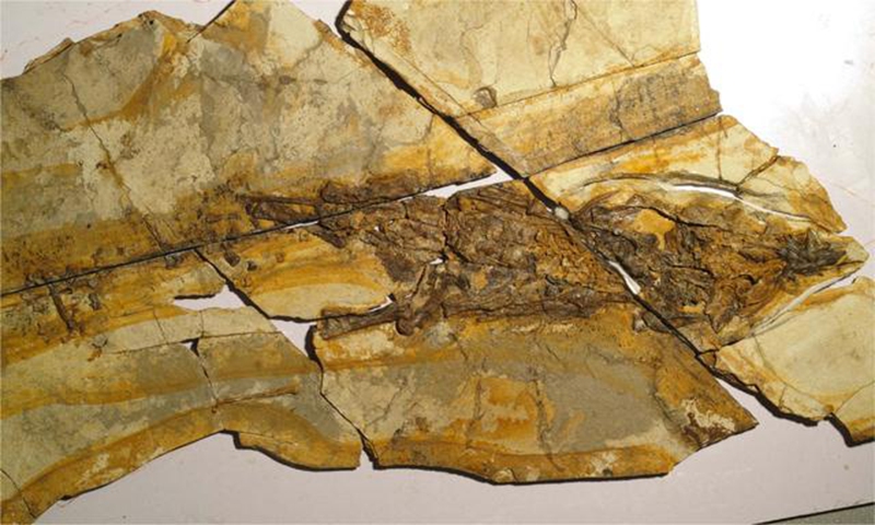 Dinosaur fossils with nearly complete skeletal structure unearthed in China