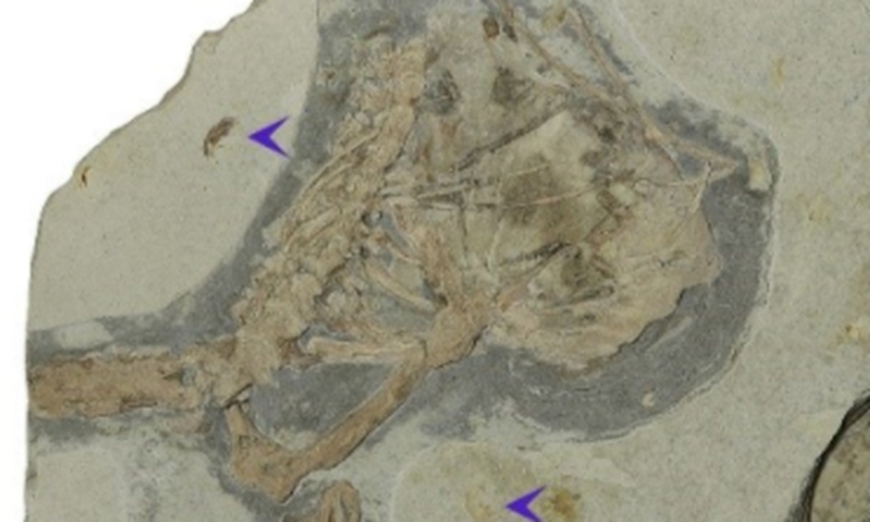 New species of pterosaur offers revolutionary insights into bone wall evolution
