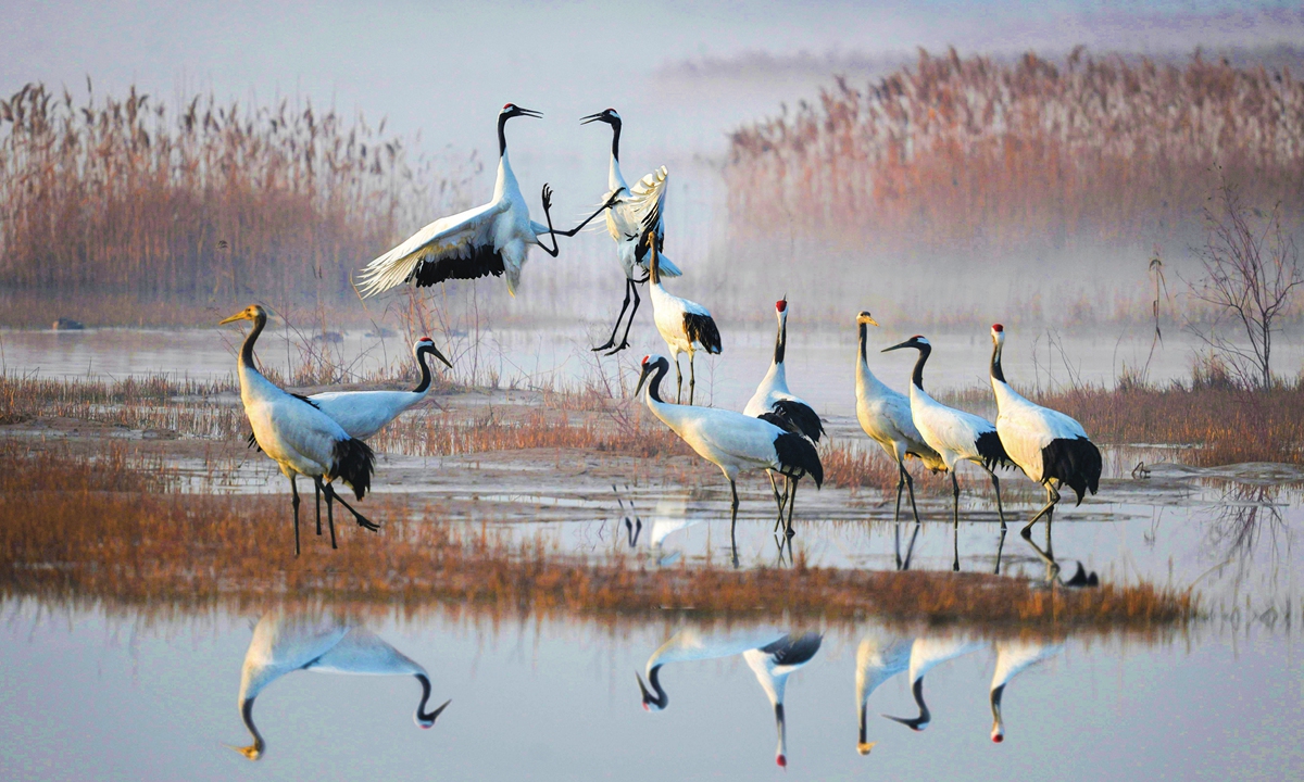 Yancheng attracts tourists with rich natural, historical heritage