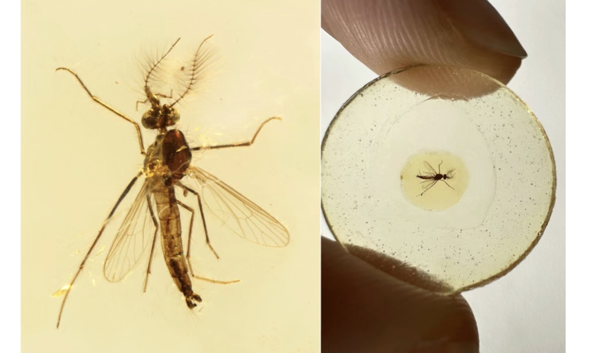 Earliest mosquito fossil found in Lebanese amber, male mosquitoes were once leeching insects