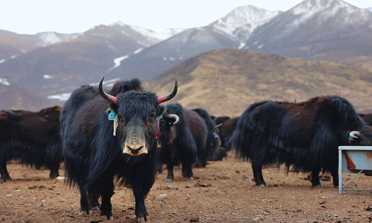 Ancient Xizang inhabitants from 2,500 years ago crossbred yak, cattle: study