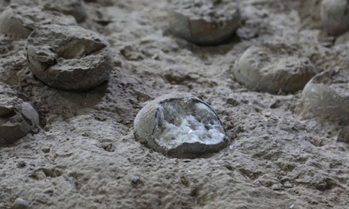 Three rare crystallized dinosaur egg fossils found in Central China