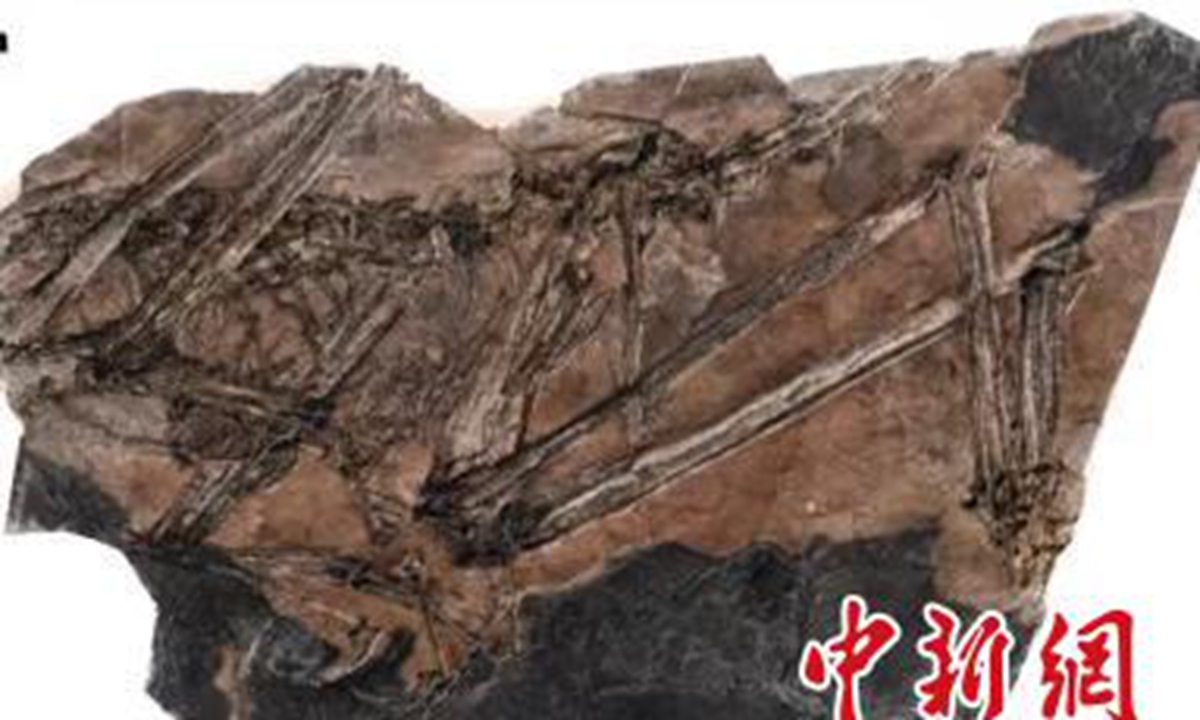 Fujianvenator: 'Bizarre' 150-million-year-old dinosaur fossil discovered in E.China