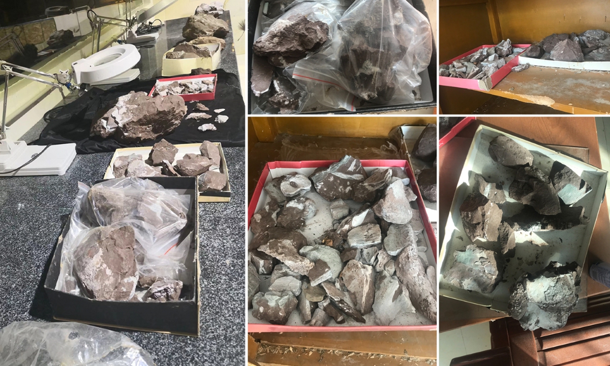 ‘Tank dinosaur’ specimens found in China, coinciding with Year of the Dragon