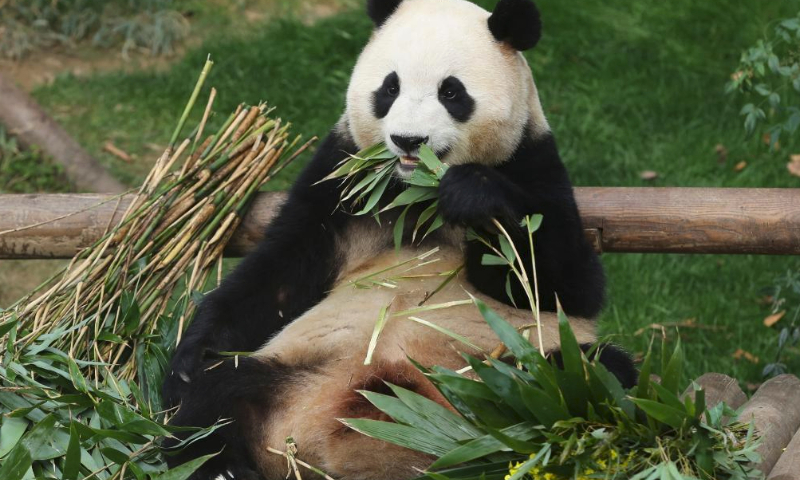 Fu Bao fervor continues in S.Korea two weeks after panda's return to China