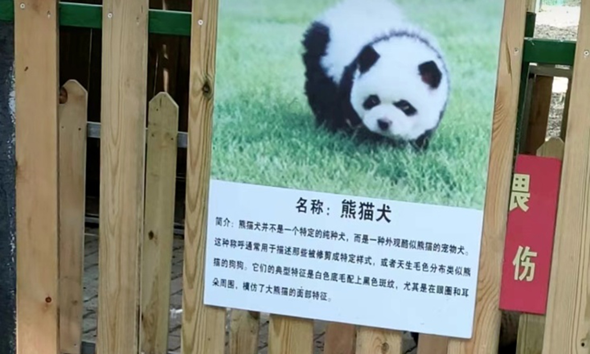Dogs disguised as pandas deceive crowds at zoo
