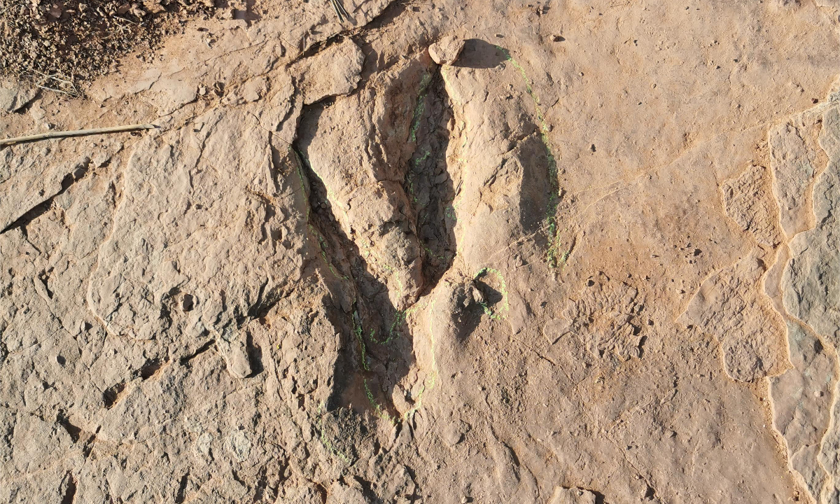World’s largest deinonychosaur footprints found in East China