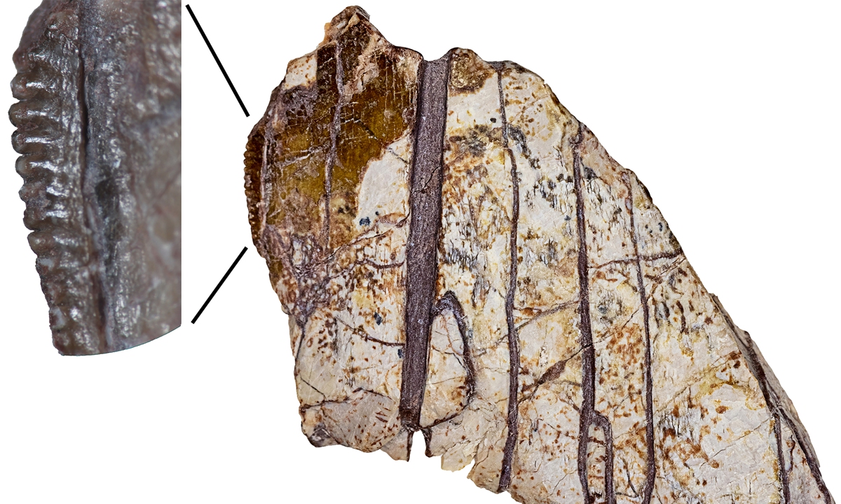 New tyrannosauroid discovery marks southernmost record in China