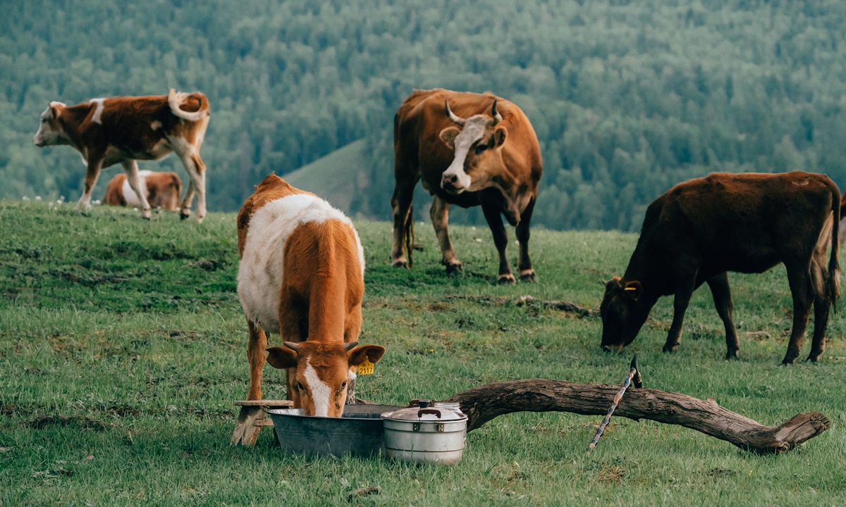 TV series 'To the Wonder' captivates audiences with authentic portrayal of Altay's nomadic life