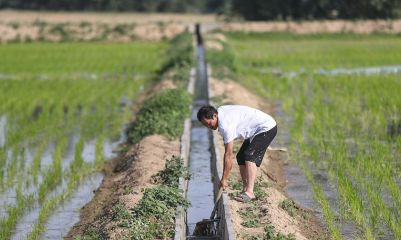 Study uncovers rice’s 100,000 years of evolutionary history