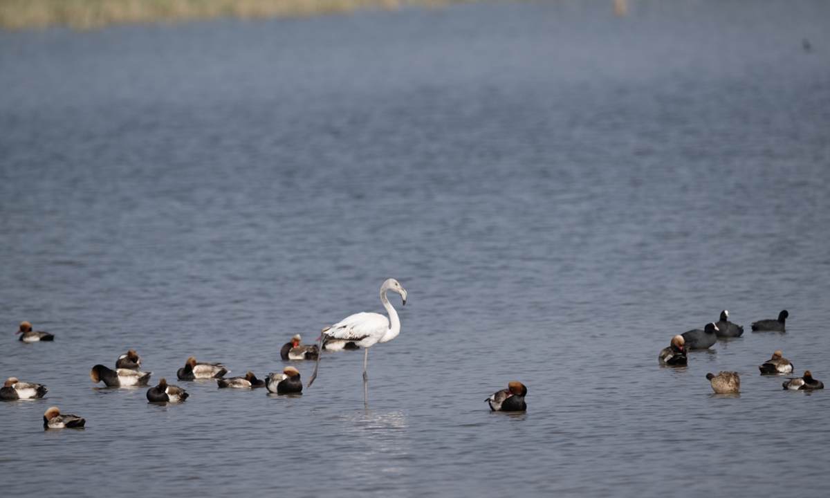 Tropical greater flamingo spotted at lake in N.China's Inner Mongolia