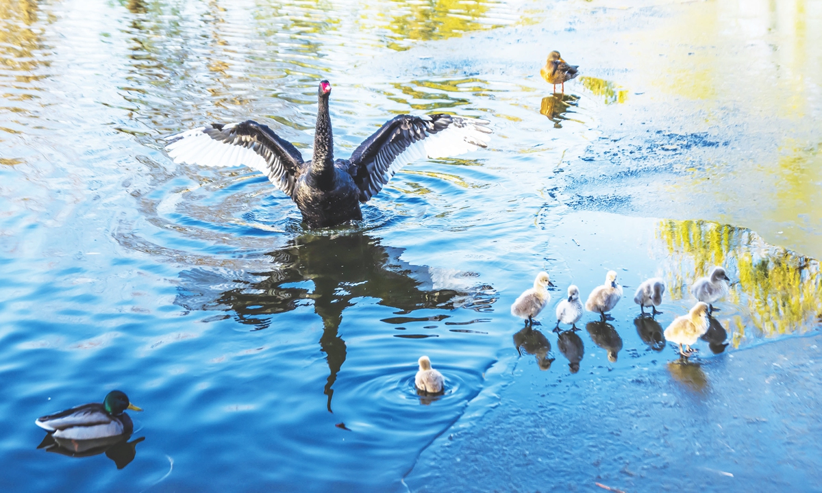 Beijing becoming paradise for birdwatching